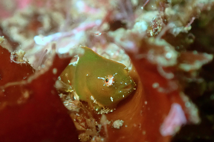 ダンゴウオの幼魚