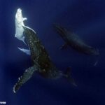 アルビノの子クジラと親クジラ