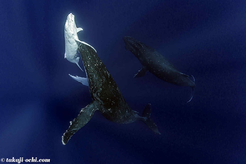 アルビノの子クジラと親クジラ