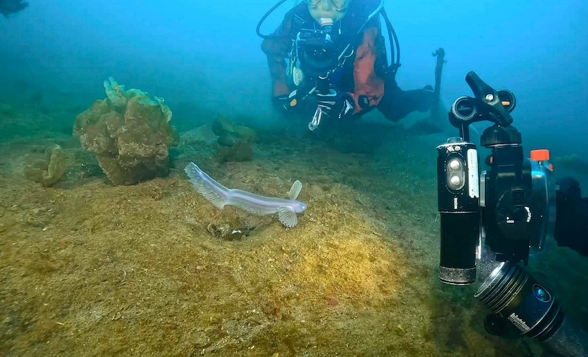 光も十分届く範囲の水深23mに姿を現した（写真：村井智臣氏） 