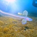 まさに”深海魚”という姿をしているタナベシャチブリ（写真：村井智臣氏）