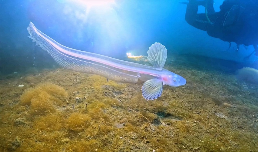 1/31 西伊豆・大瀬崎で深海魚「タナベシャチブリ」出現！30年ぶりの再会。動画・写真あり