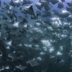 圧巻の迫力のモブラ 