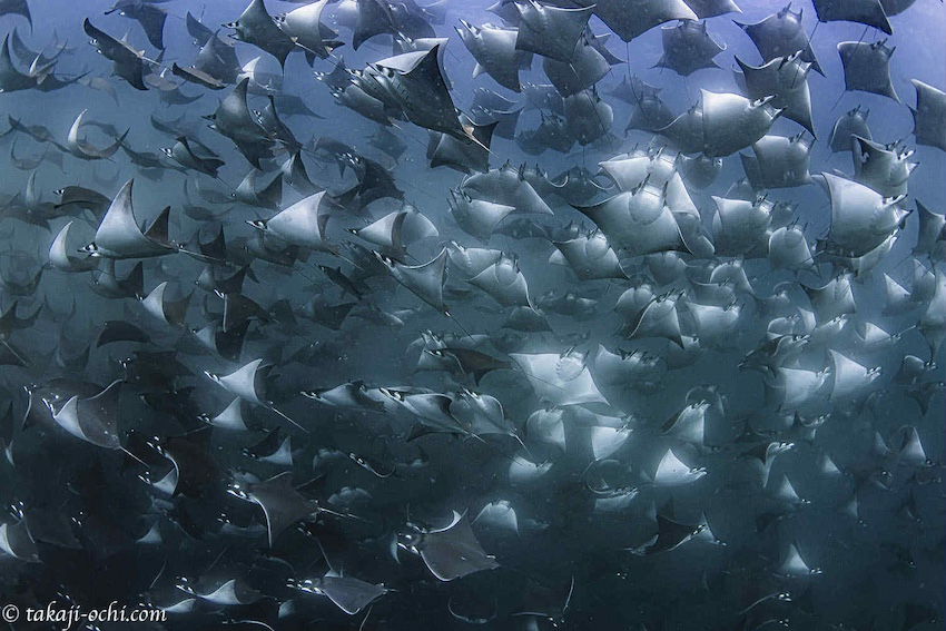 モブラ・シャチスイム＆マッコウクジラ撮影を語る。無料オンラインイベント「メキシコ＆モーリシャスナイト」開催