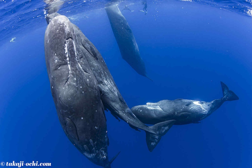 オスは体長16〜18m、体重50トンにもなるマッコウクジラ 