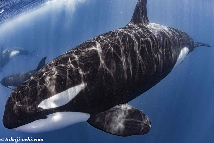 思わず目を奪われる美しいシャチの姿も 