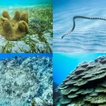 大浦湾の多様な環境の下で生きる生物たち