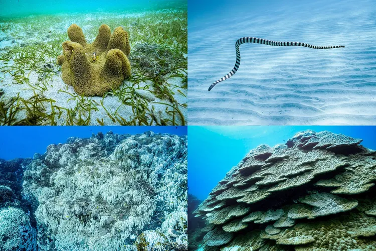 辺野古・大浦湾を潜る。大浦湾の多様な環境とサンゴの白化