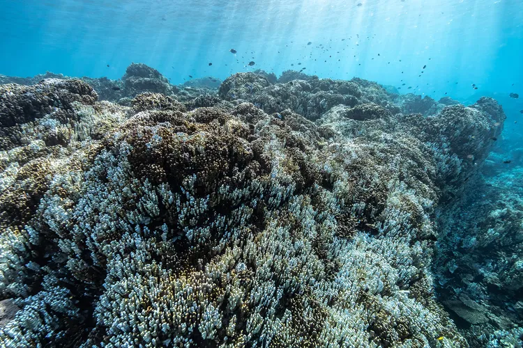 白化したアオサンゴ群集（撮影；2024年12月3日）