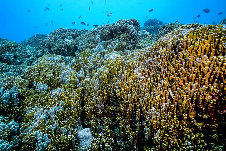 白化から復活したアオサンゴ群集（撮影：2025年3月5日）