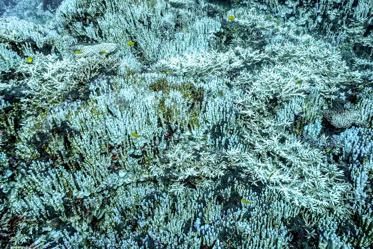 アオサンゴ群集の中にあるミドリイシ属のサンゴ（枝サンゴ）も白化（撮影；2025年11月22日）
