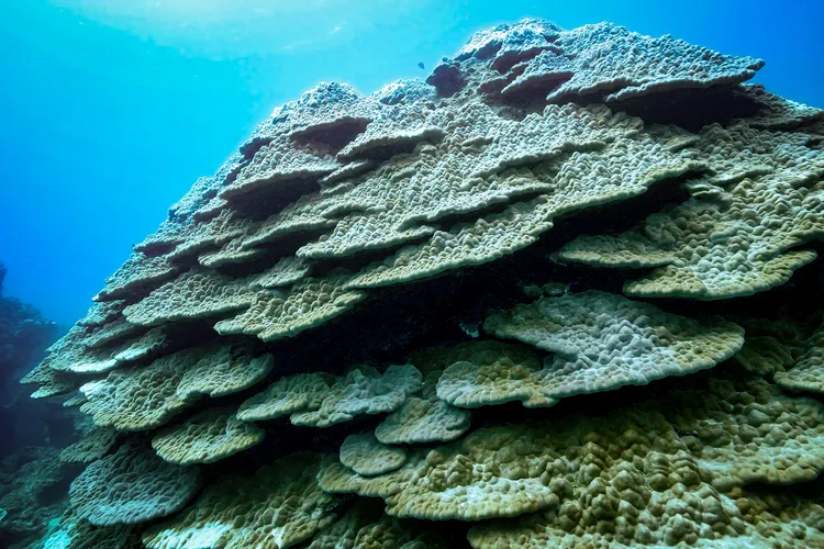 フカアナハマザンゴ①（撮影：2025年11月23日）