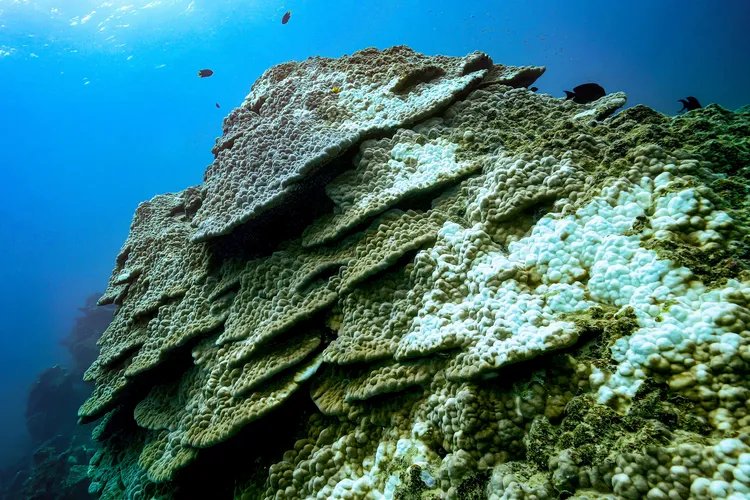 フカアナハマザンゴ②（撮影：2025年11月23日）