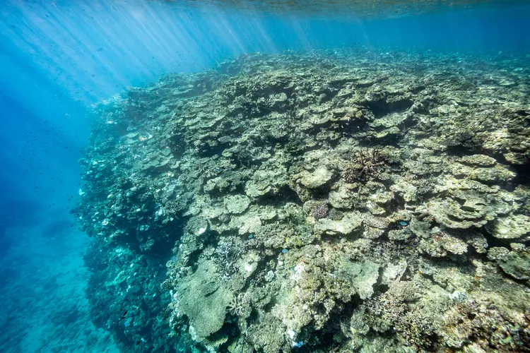 「チリビシ」浅瀬のリーフエッジ（撮影：2025年11月23日）