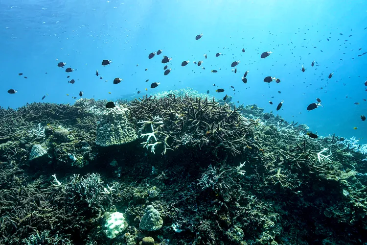 死滅したサンゴの上で群れ泳ぐアマミスズメダイ（撮影：2025年11月23日）
