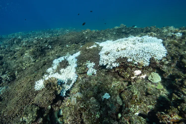 白化を経て死滅してゆくサンゴ①（撮影：2025年11月23日）