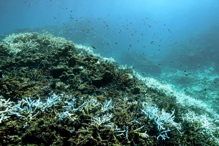 白化を経て死滅してゆくサンゴ②（撮影：2025年11月23日）
