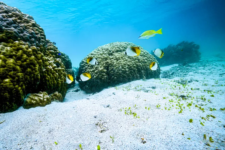 コブハマサンゴの周囲に群れるトゲチョウチョウウオの群れ（撮影：2025年11月21日）