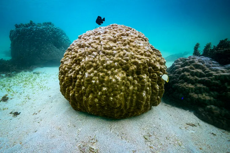 コブハマサンゴ（撮影：2025年11月21日）