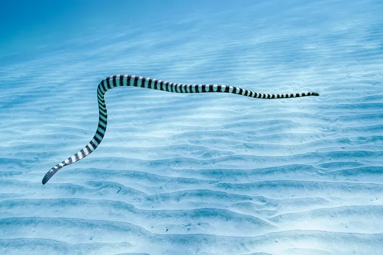 砂地のウミヘビ（撮影：2025年11月23日）