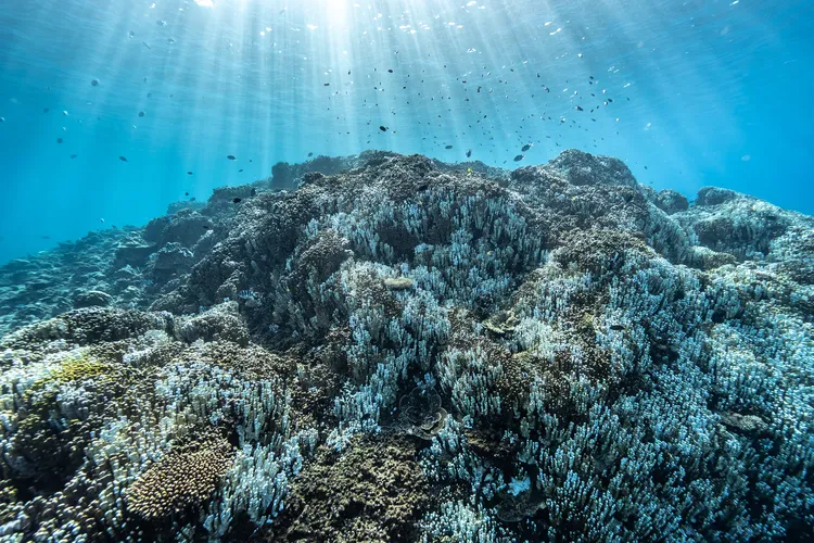 写真① チリビシのアオサンゴ群集（撮影：2024年12月3日）