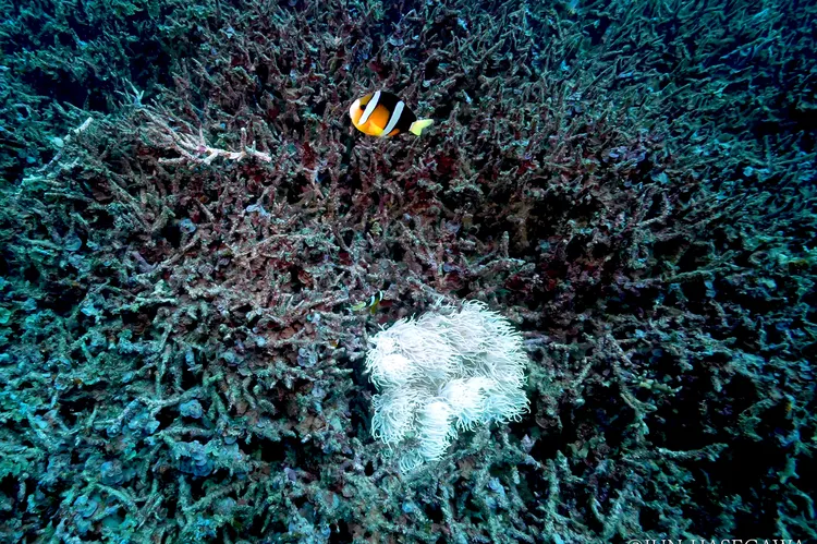 写真② 死滅したチリビシのミドリイシ群集の中で生きる白化したイソギンチャクとクマノミ（撮影：2024年12月3日）