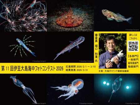 第11回伊豆大島海中フォトコンテスト開催中！一般・組写真・動画の3部門