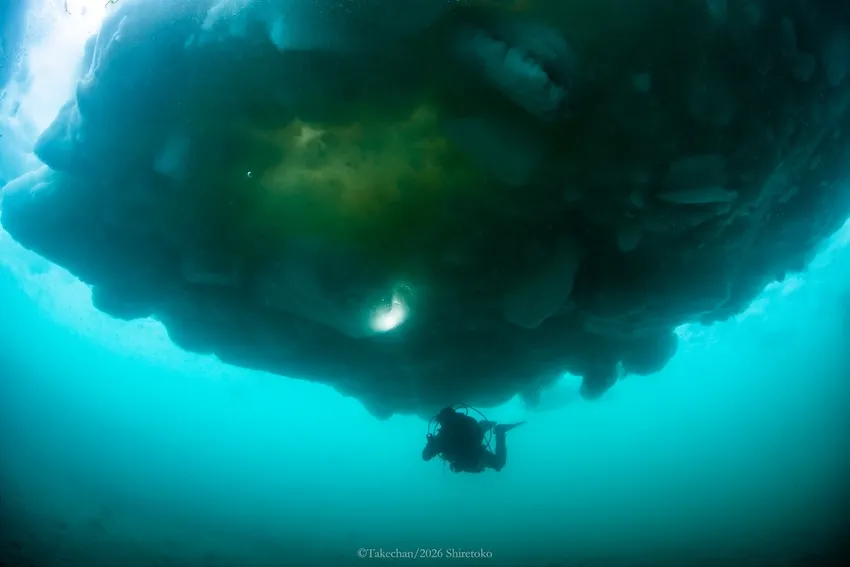 肉眼でも色がはっきり違うのがわかるアイスアルジー