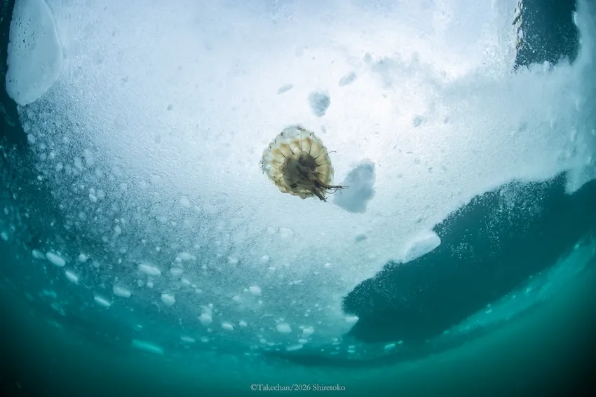 触手が切れてしまっているキタアカクラゲ
