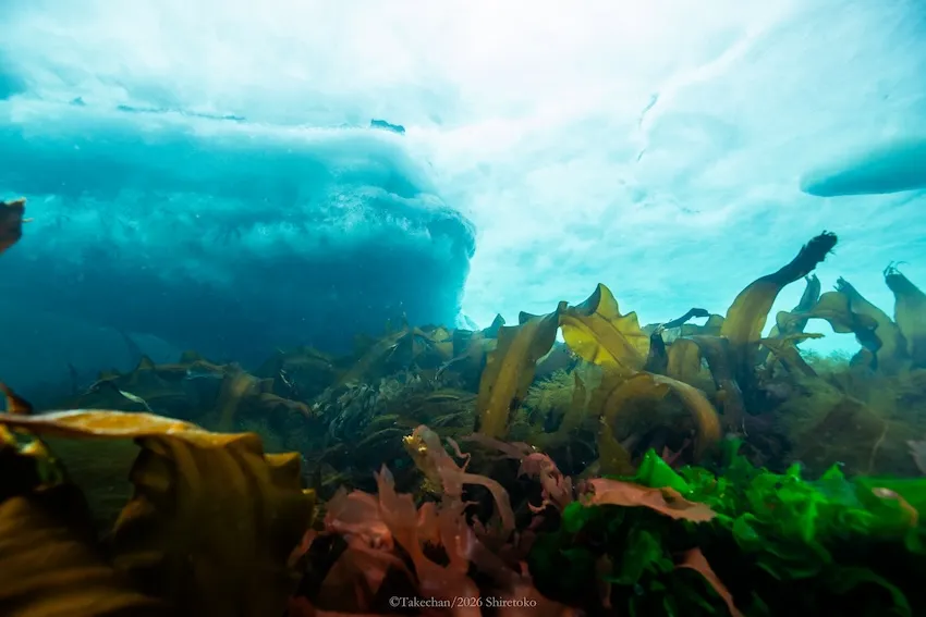 色とりどりの昆布と流氷