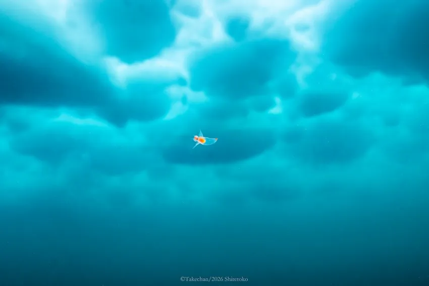 初めまして!と歓迎してくれている様子のクリオネ