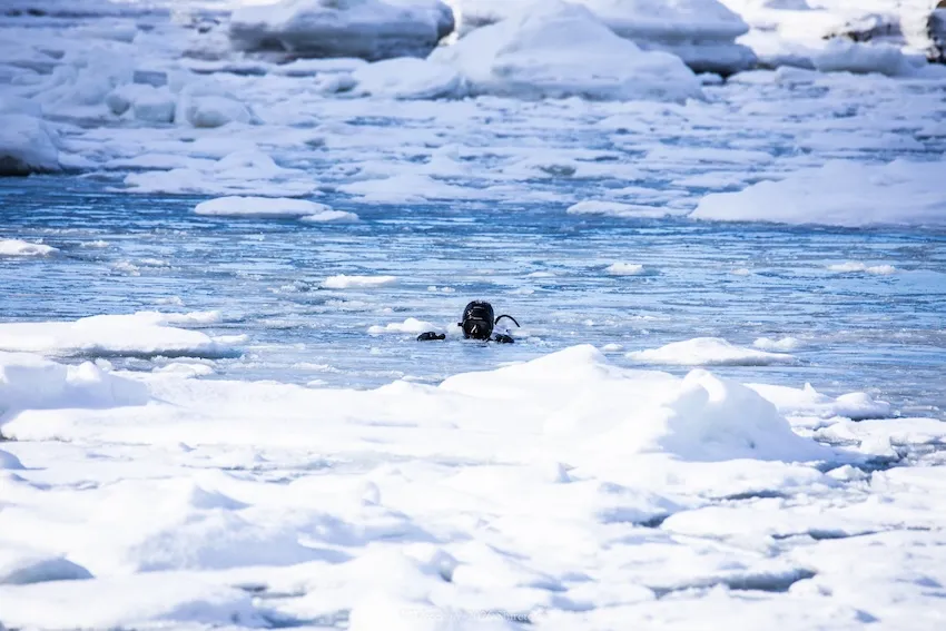 流氷の隙間からひょっこり現れた水中写真家の茂野氏
