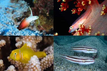 ダイビングで探してみたいハゼ20選～人気の種類・特徴、見られる環境を徹底解説