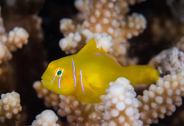 レモンコーラルゴビー
