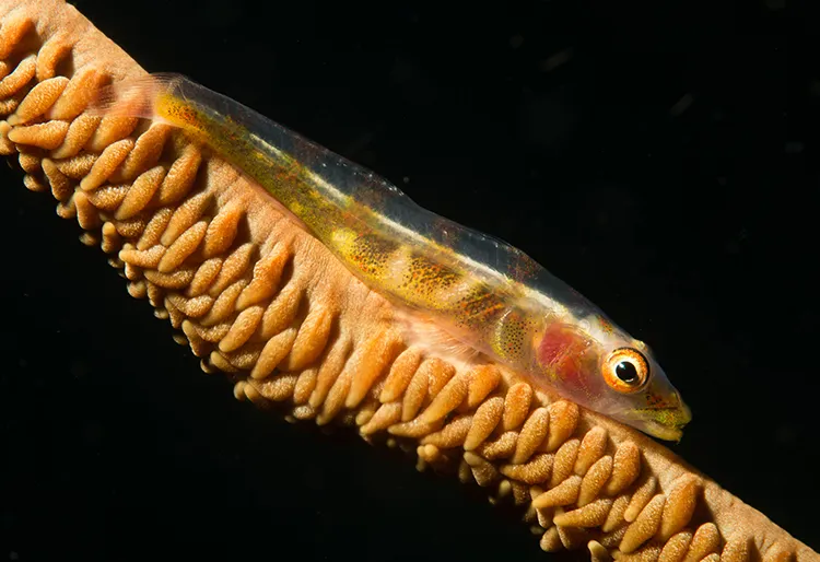 ガラスハゼの仲間