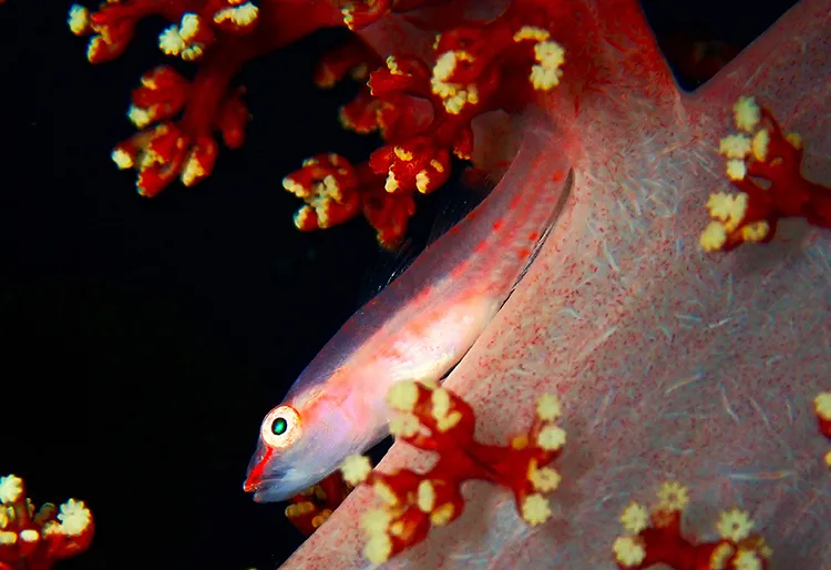 スケロクウミタケハゼ