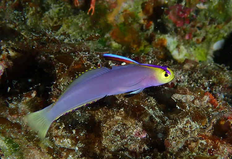 シコンハタタテハゼ