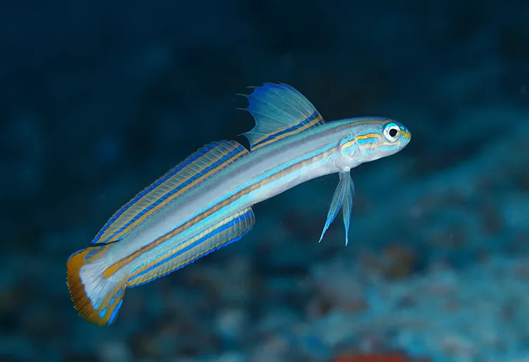 スジクロユリハゼ