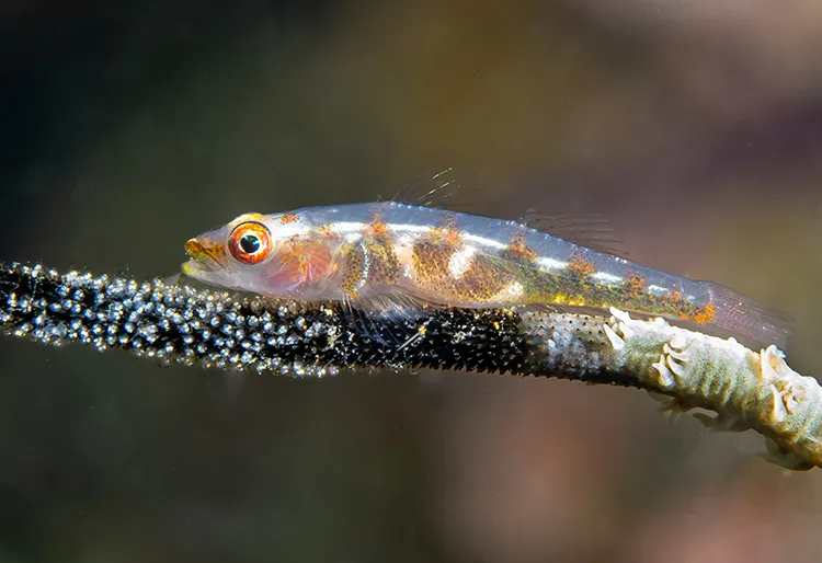 ガラスハゼの卵