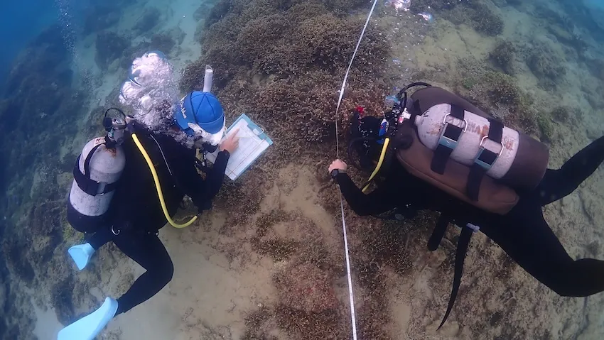 底質調査では、海底に設置したラインに沿って、50cmごとにライン直下の底質を記録する。これにより、サンゴや砂、岩、藻類などの割合を定量的に把握することができる