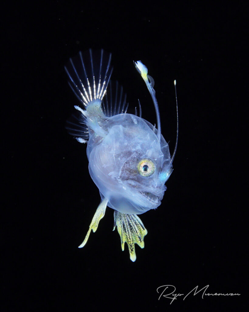 Black Water Dive での峯水氏が撮影した作例