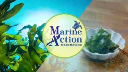 フリーダイバーと考える海の未来。真鶴で「ワカメ刈り＆スキンダイビング」イベント開催