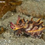 ハナイカは通常は水深100m前後に分布するが、繁殖期になるとダイバーが見られる水域まで上がってくる。体色が黄色や赤紫に変化するのは、捕食者への威嚇行動。胴長は5～8cmほどの小型のイカだ（写真提供／土肥ダイビングサービス）