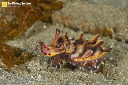 「通り崎ビーチ」でハナイカ確認！　ヒメイカやハチジョウタツも｜土肥