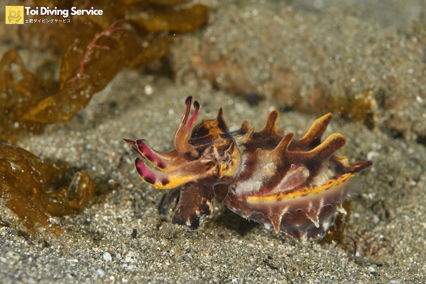 「通り崎ビーチ」でハナイカ確認！　ヒメイカやハチジョウタツも｜土肥