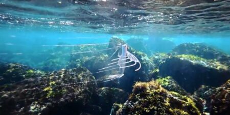 美しい深海魚、テンガイハタ幼魚を黄金崎で確認！矢北拓也氏が動画を公開