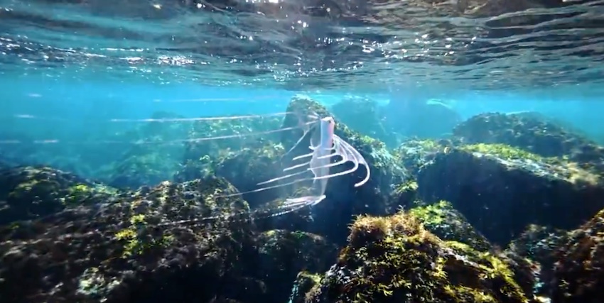 美しい深海魚、テンガイハタ幼魚を黄金崎で確認！矢北拓也氏が動画を公開