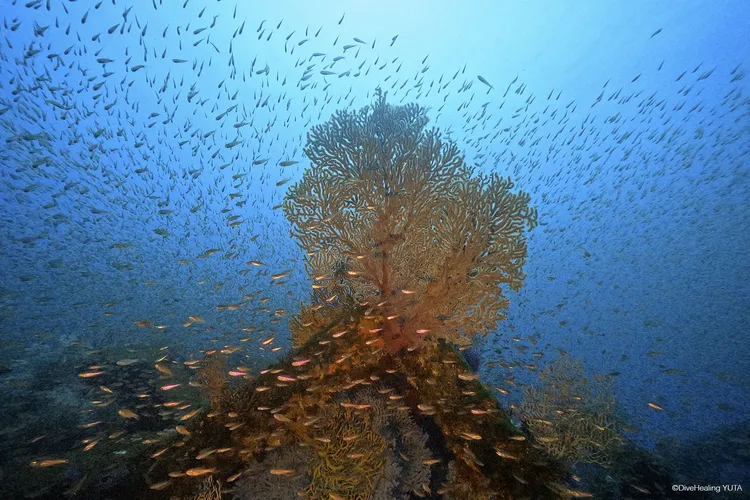 ダイナミックな魚影