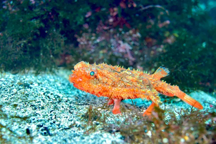 足のような胸ビレで海底を歩く姿が愛らしいアカグツ