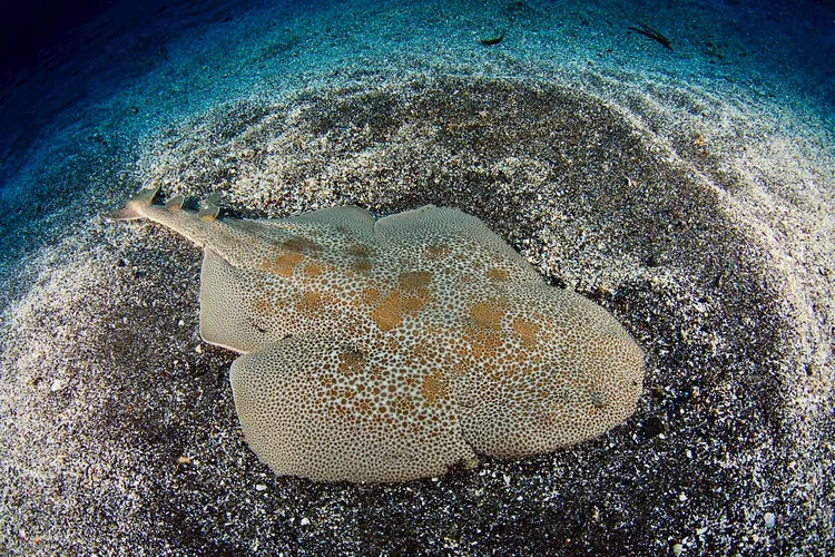 成体のカスザメ